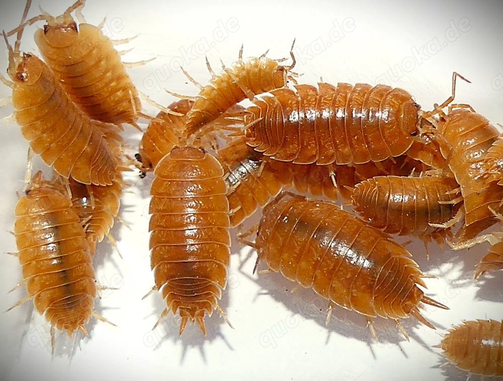 12 Porcellio laevis "Orange"   Isopod