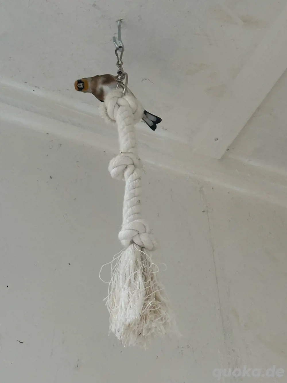 Parva Stieglitze (Naturfarbe)   beringt & mit Herkunftsnachweis