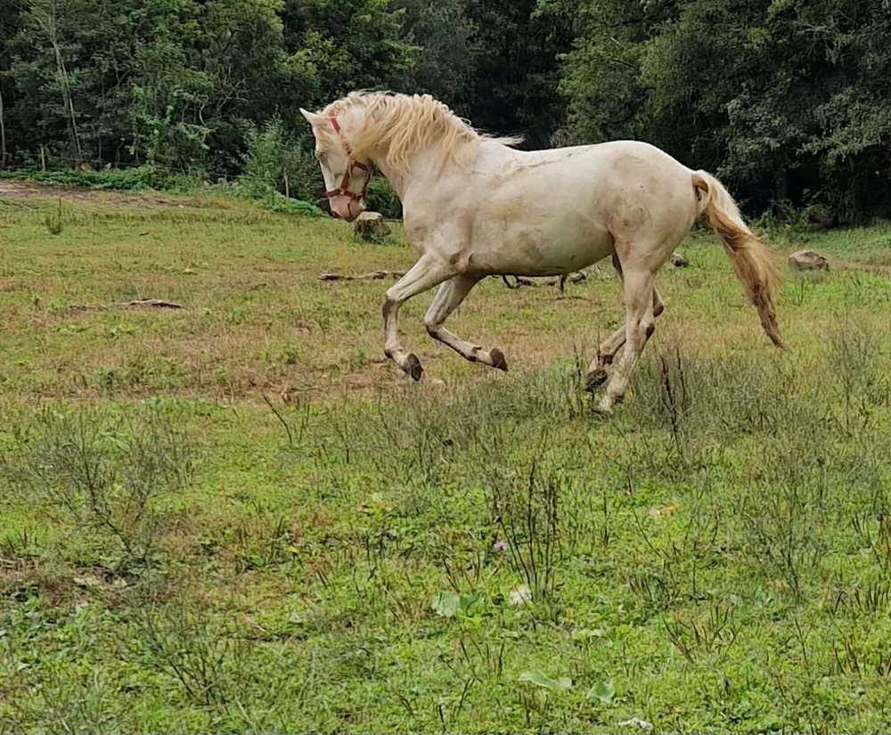 PRE Perlino Deckhengst zu verpachten