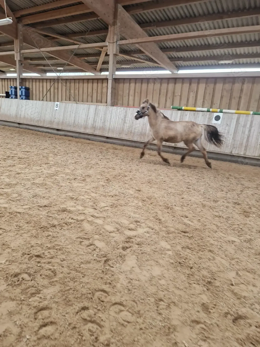 Verpachte Pferde und Ponys