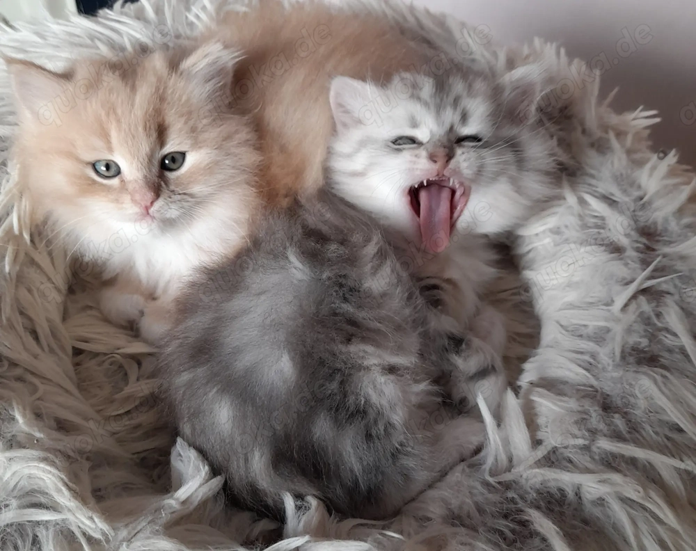 Sibirientaigas - über 25 Jahre Sibirische Katzen