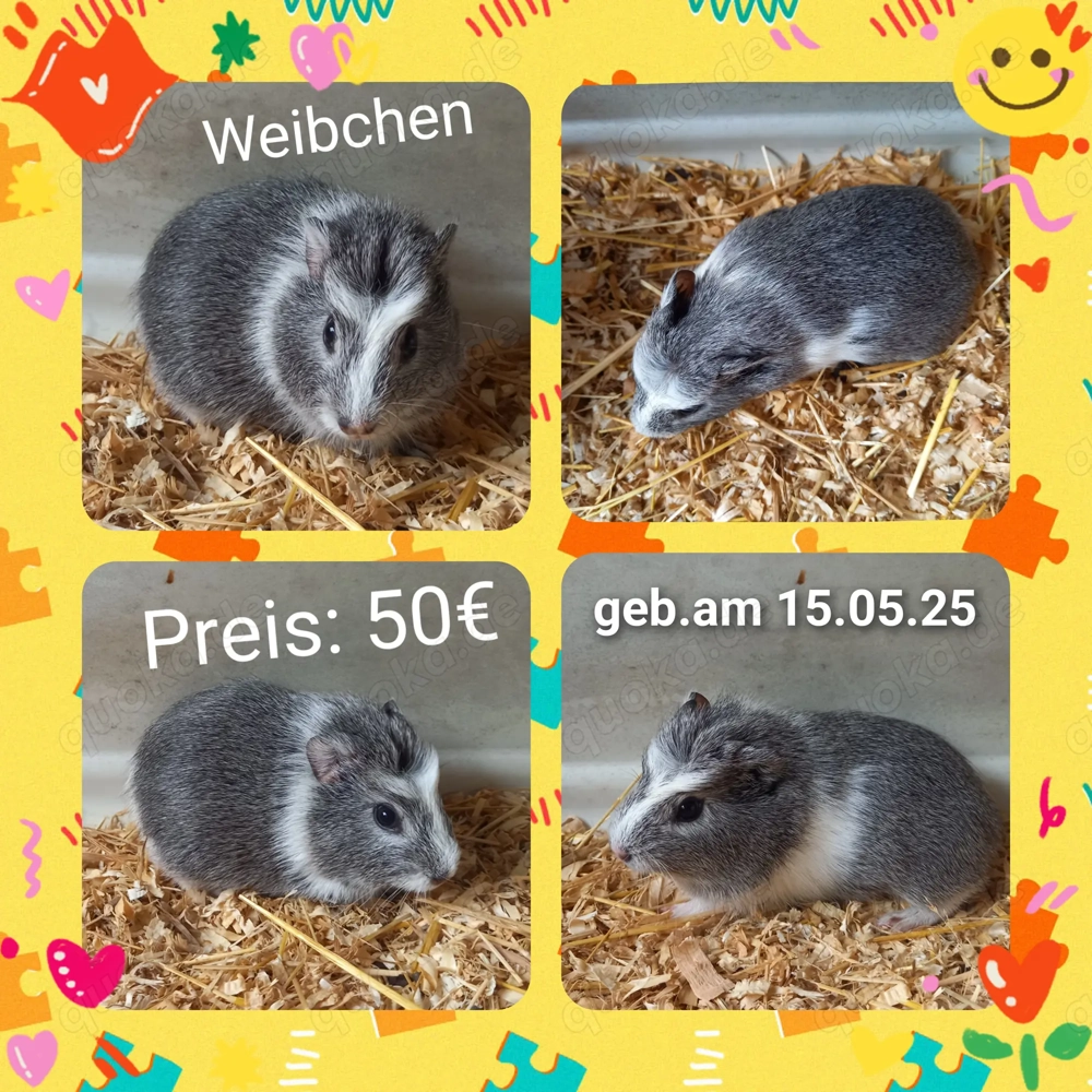  Weibchen und 1 Böckchen, Meerschweinchen
