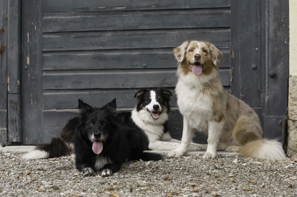 Suche Wiese zum Pachten