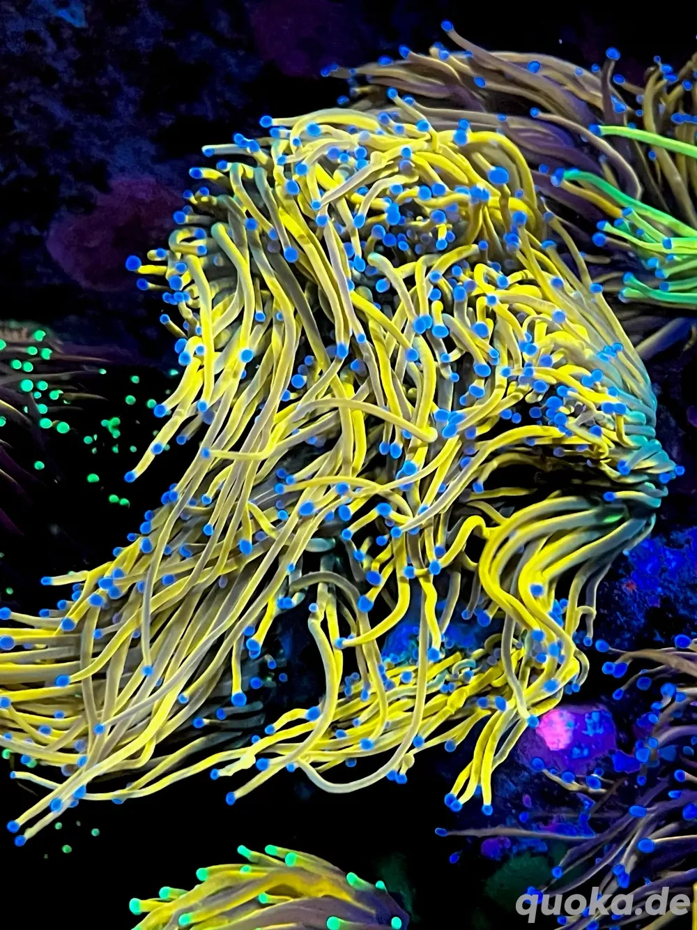 Alles muss raus!!!! ***Ephylia glabrescens, Eupylia paraancora