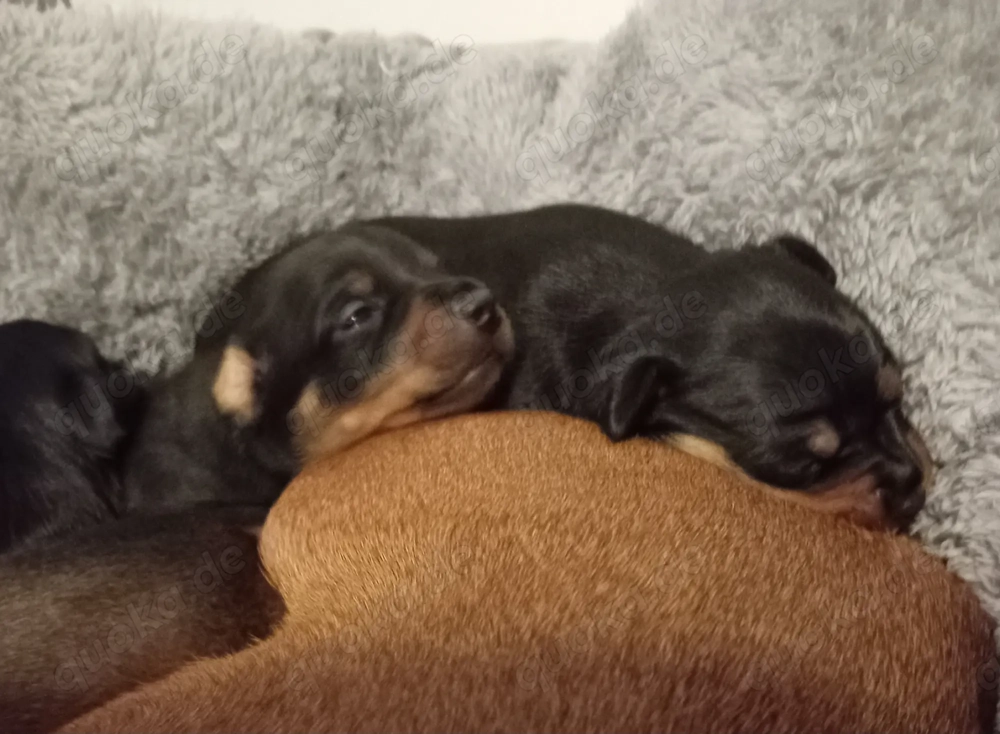 Ich suche neuen Zuhause. 