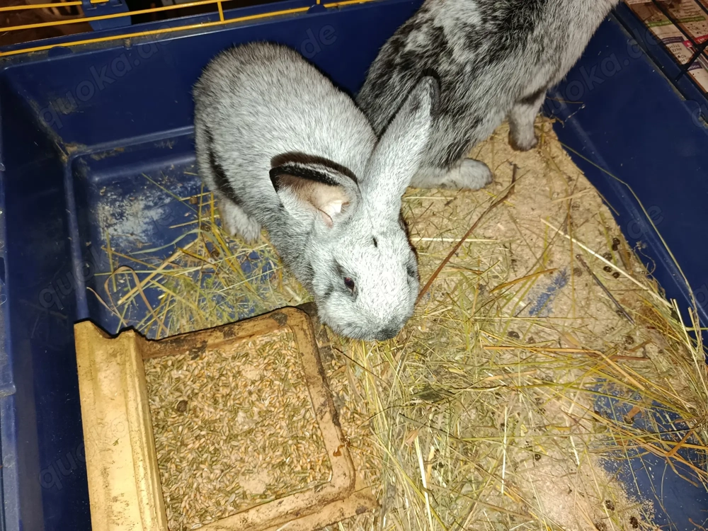 Helle großsilber Kaninchen (reinrassig) zu verkaufen! 