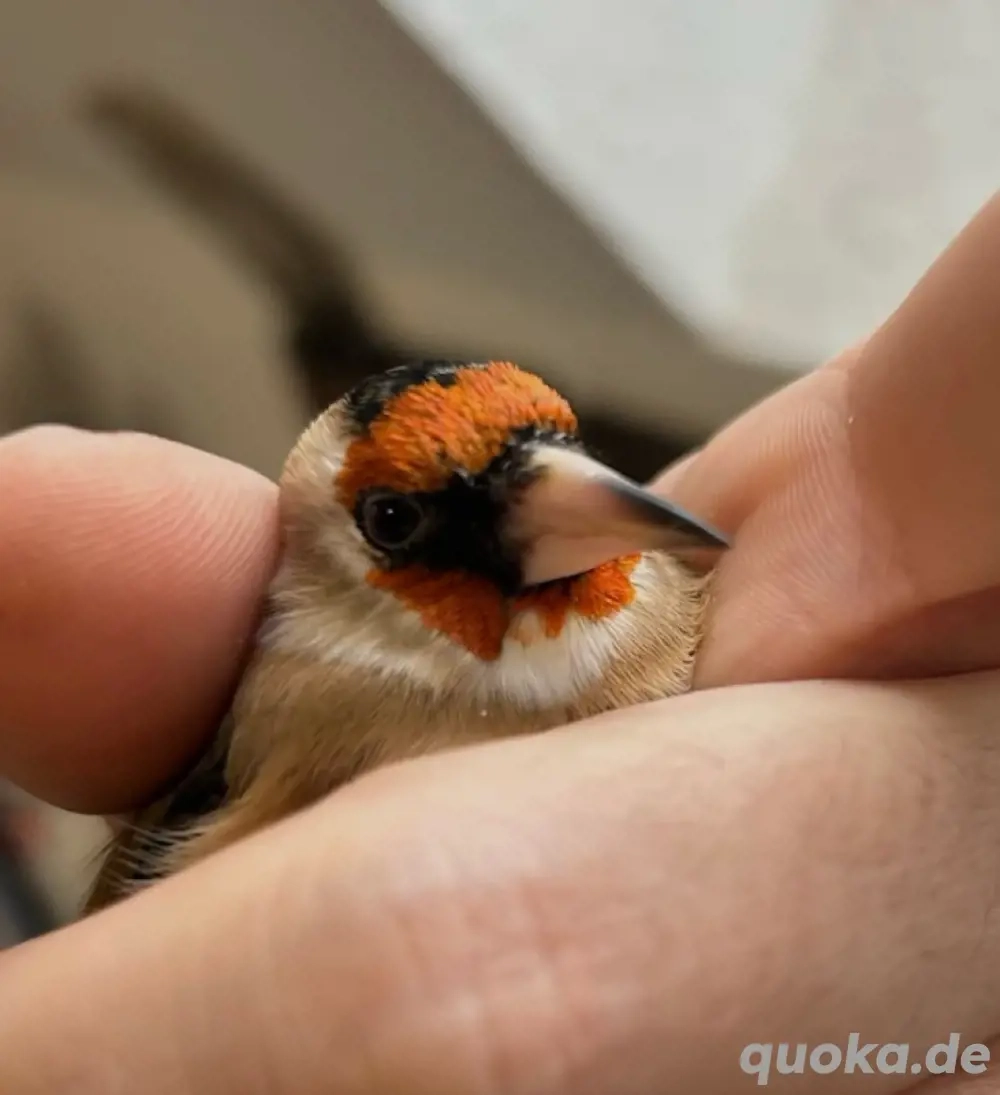 Stieglitz Hahn Tschussi 2024