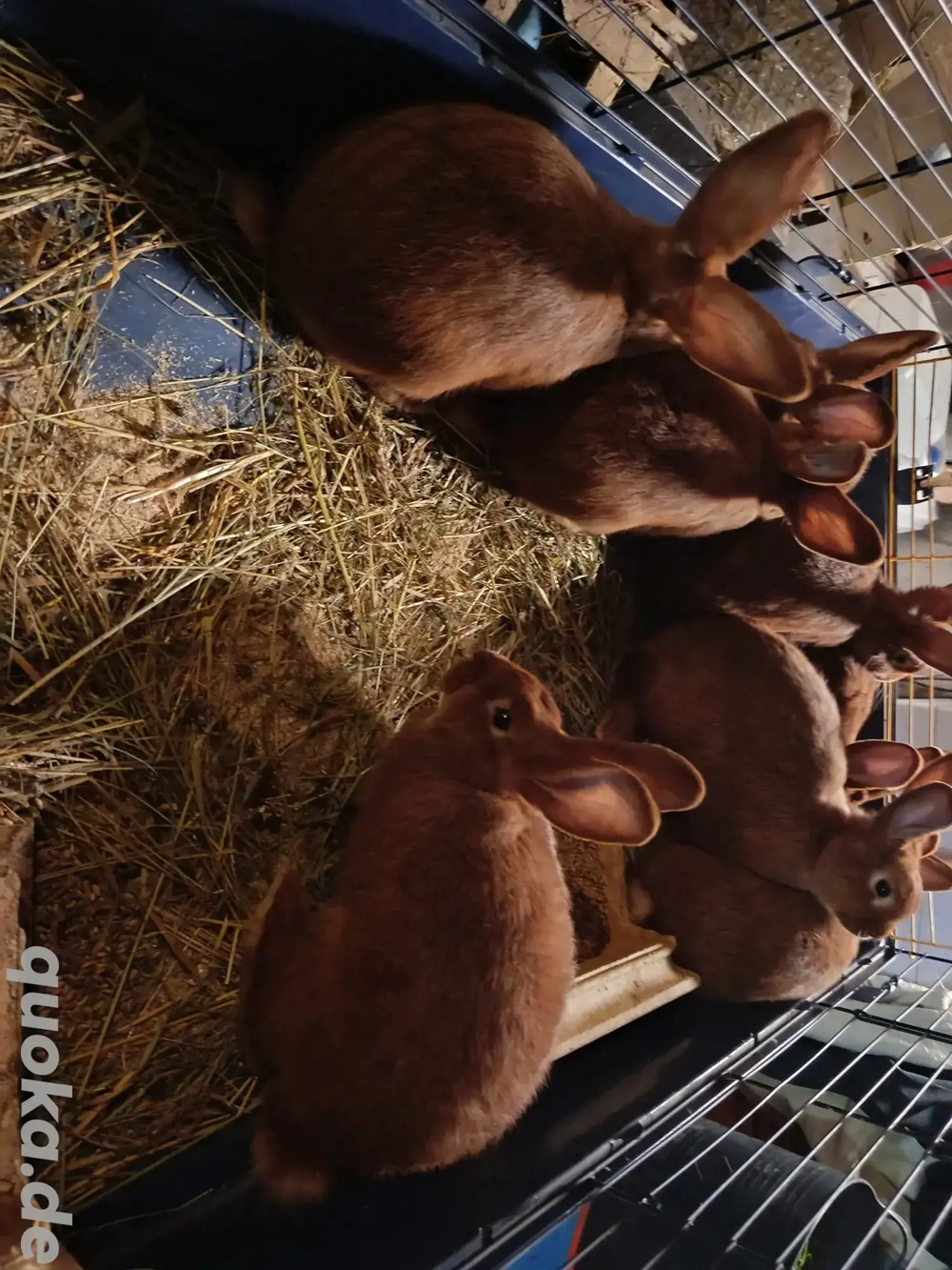 Rote neuseeländer Kaninchen (reinrassig) zu verkaufen!