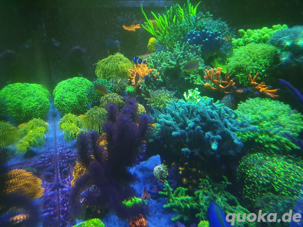 Korallen Ableger - Meerwasser 