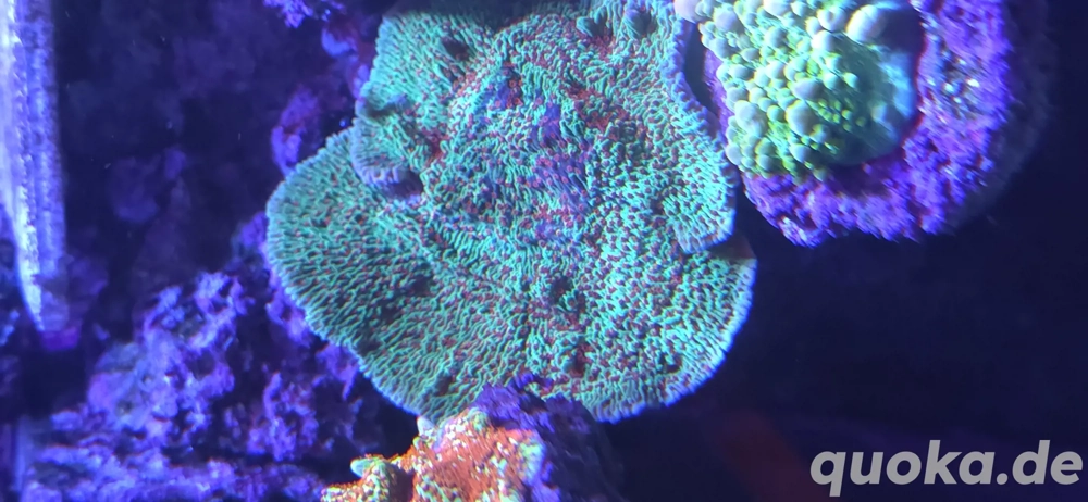 Meerwasser Montipora