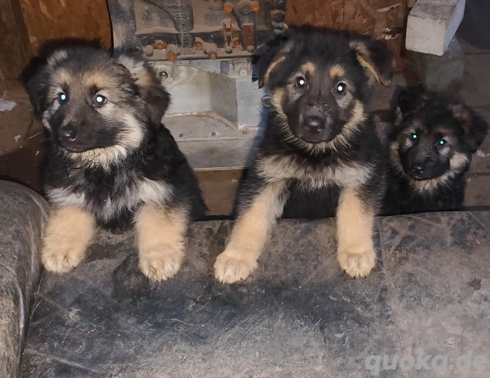 2 Schäferhundwelpen  2 Schäferhundwelpen