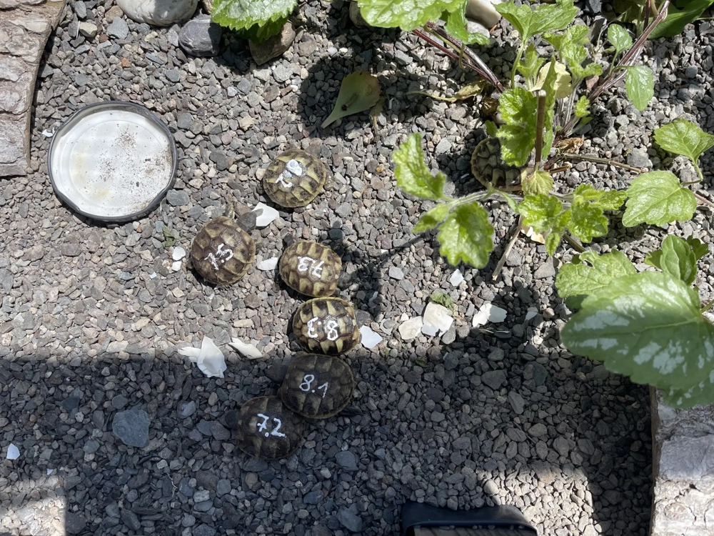 Griechische Schildkröten NZ 2025 !alle für dieses Jahr verkauft!