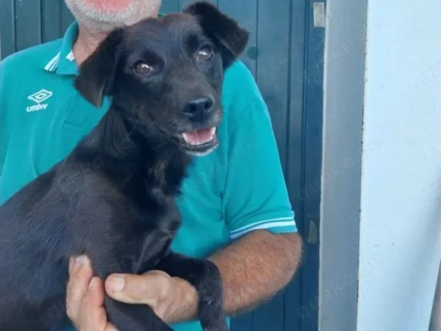 Nerino sucht sein Zuhause (noch auf Sardinien)