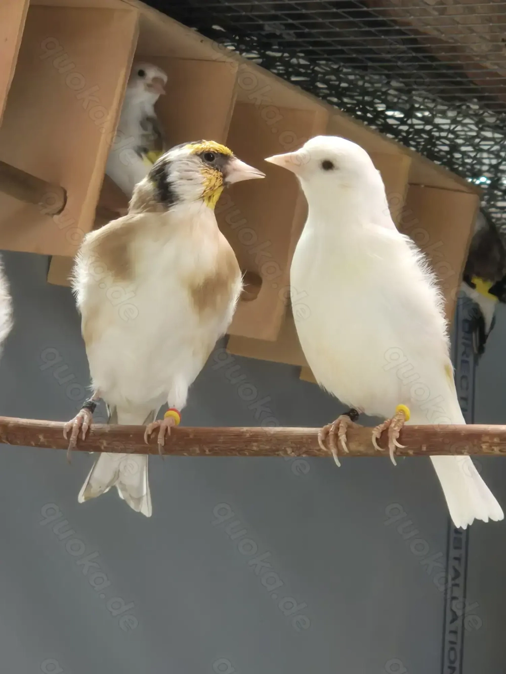 Stieglitz Major-Mutation