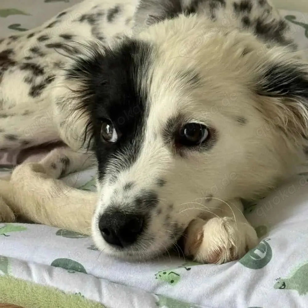 Rosalie sucht ein liebevolles Zuhause