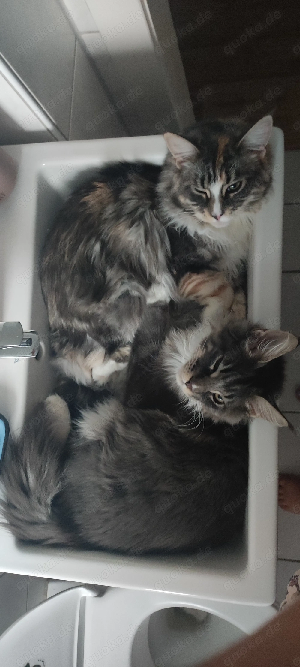 Maine Coone Katzenpaar Zuchtkatzen Weibchen Männchen 