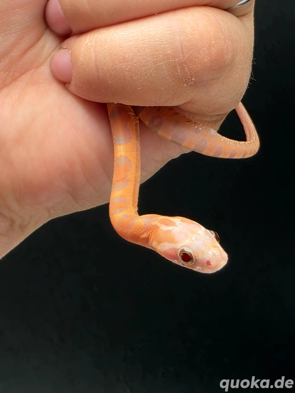 1.0 Ultramel Scaleless het Caramel 