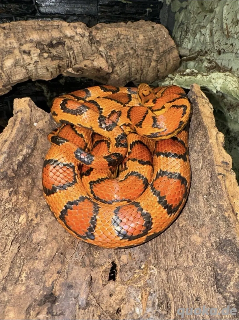 Kornnattern 'Abbott's Okeetee'