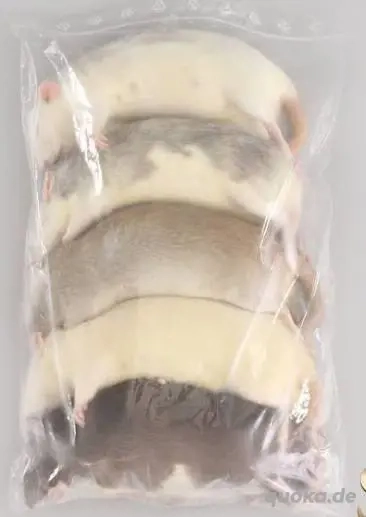 Gefrorene Ratten   Größe 150 200 g