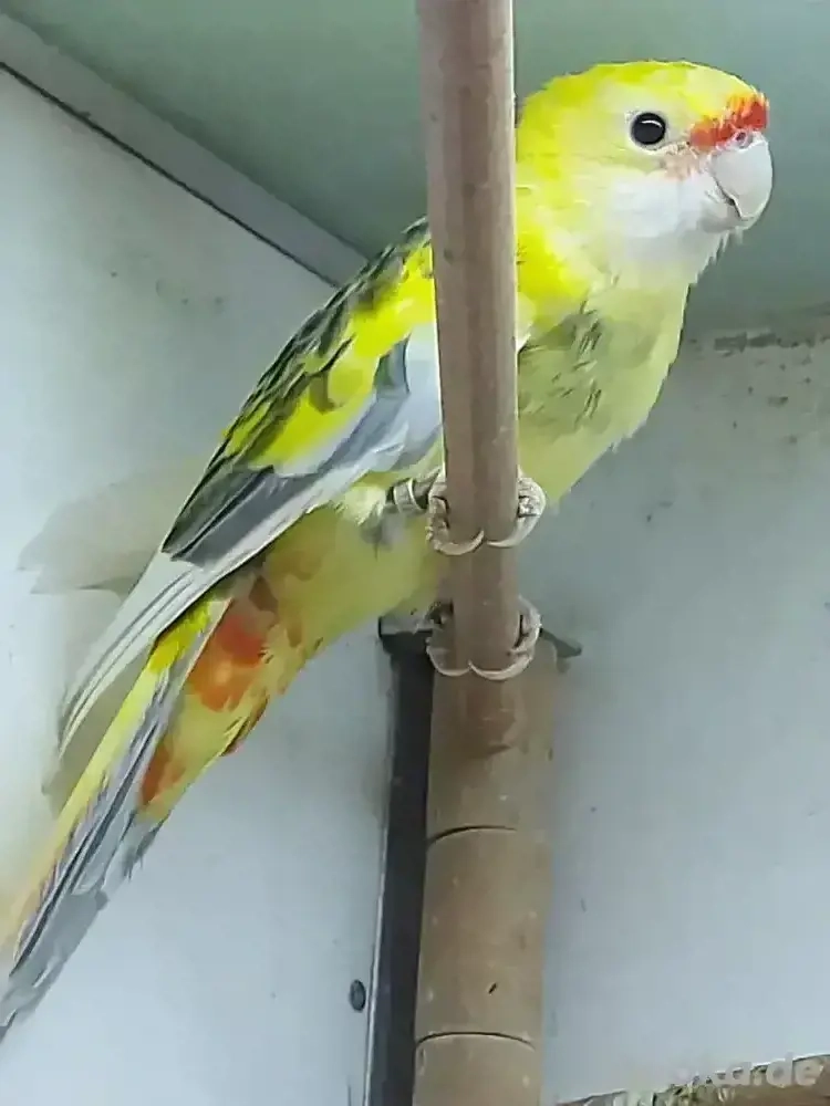 Strohsittich 4 Jahre alt, Hahn