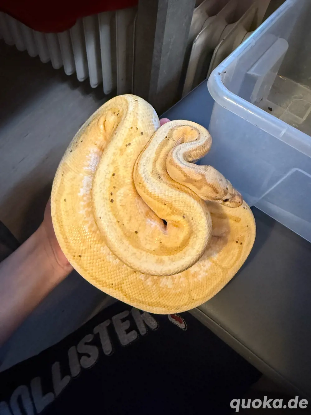 Königspython (Super Pastel Coral Glow)   nur Abholung