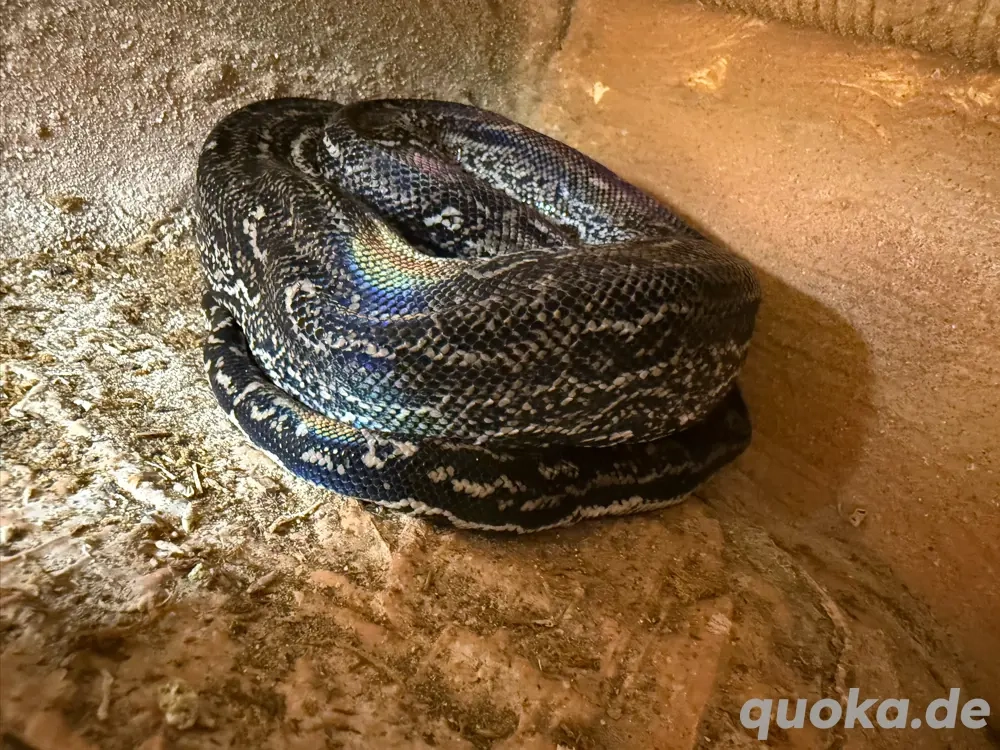 Boa constrictor imperator   Leopard het. Anery (1.0, 05 2023)