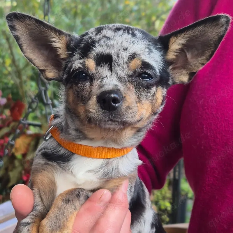 Little Resi, 4 Monate - Chihuahua - Tierhilfe Franken e.V.