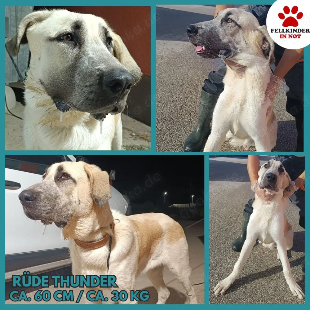 junger großer Kangal Mischlings-Rüde sucht ein Zuhause
