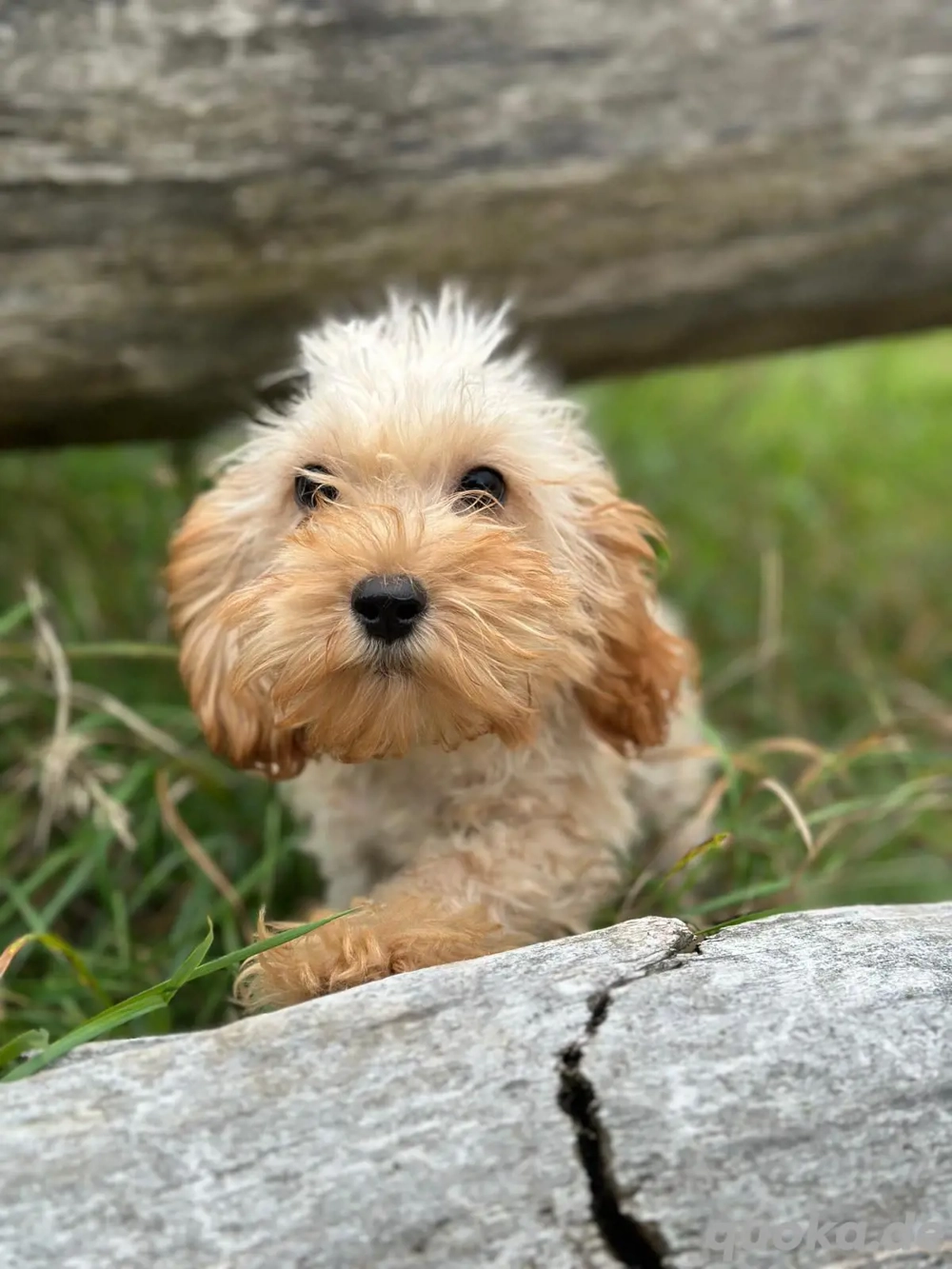 ich bin Maja und suche ein schönes Zuhause 