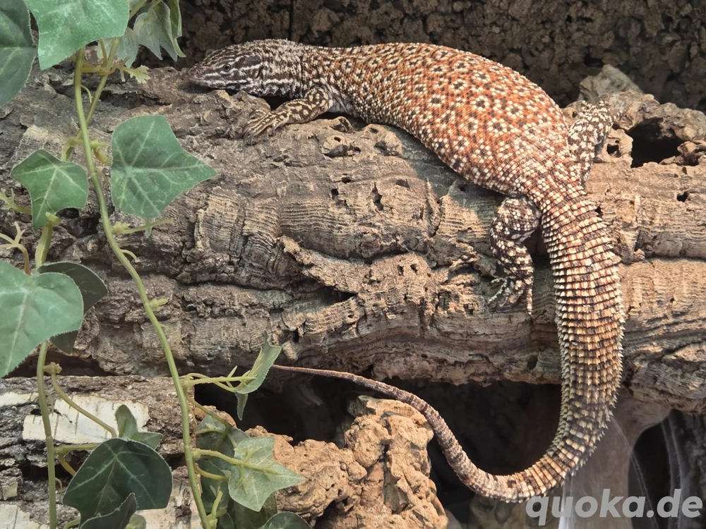 1.1 Red Ackie Varanus Acanthurus Abzugeben 