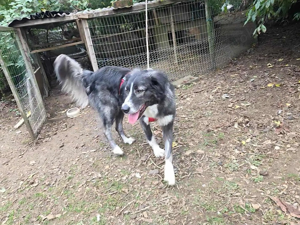 Anima, wunderschöne und total liebe Hündin sucht ihr Zuhause