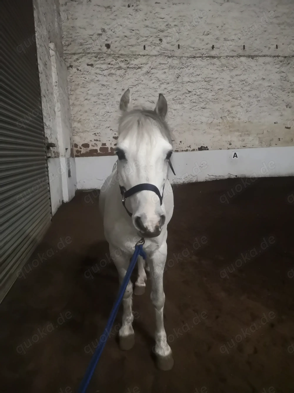 Pony sucht Pflegebeteiligung