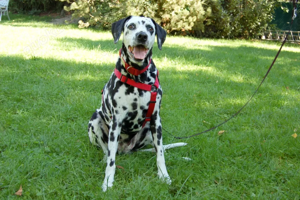 Josy Da, 11 Jahre - Dalmatiner - Tierhilfe Franken e.V.