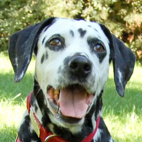 Josy Da - 11 Jahre - Dalmatiner - Tierhilfe Franken e.V.