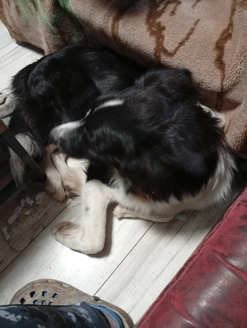 Hund zu verkaufen aus familiären Gründen 