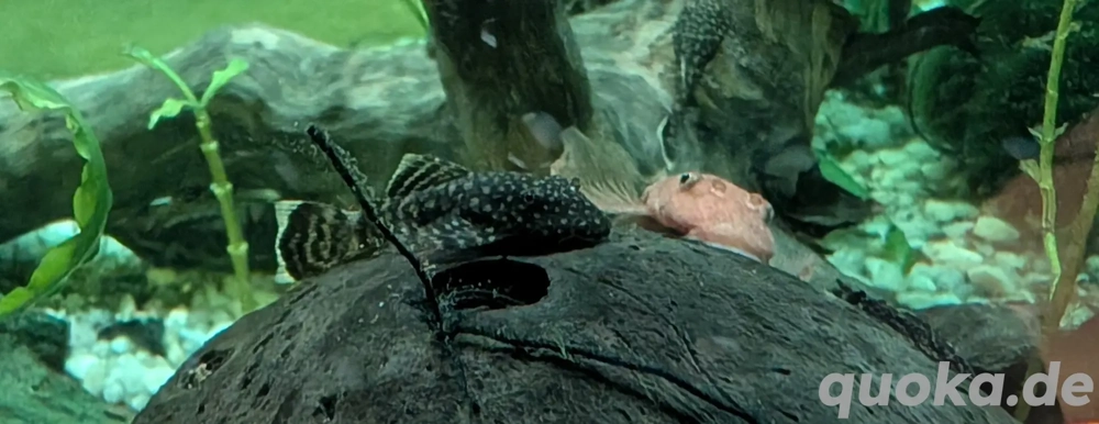 Antennenwels Nachzucht 