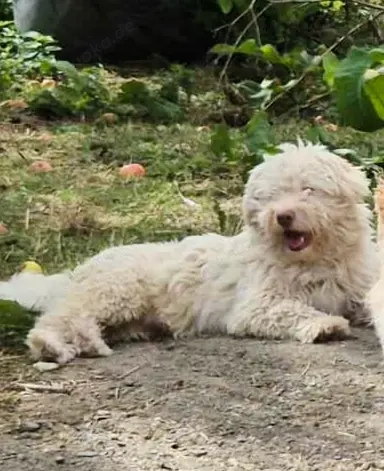 Baobao - ein tapferer Rüde sucht ein liebevolles Zuhause