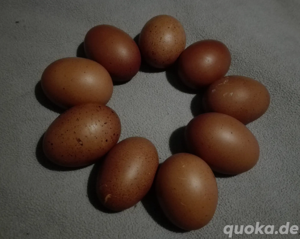 Eier (Speiseeier) zu verkaufen!