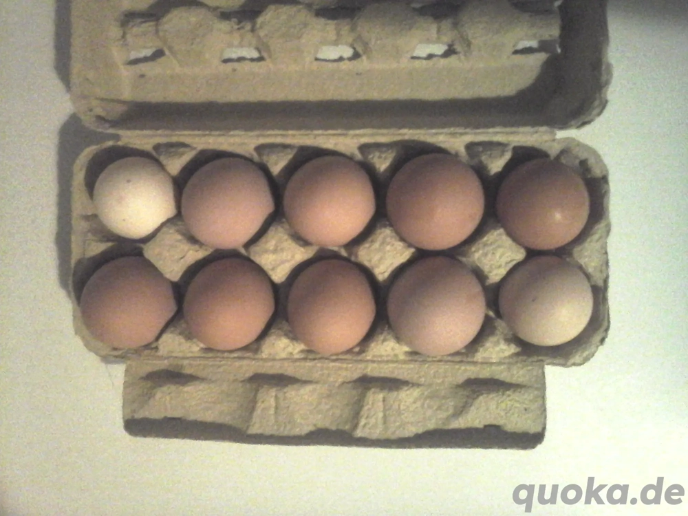 Speiseeier zu verkaufen!