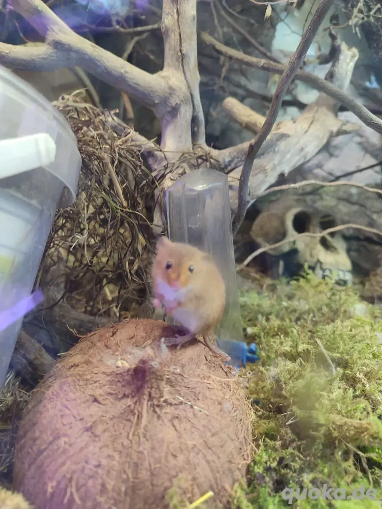 Eurasische Zwergmaus 