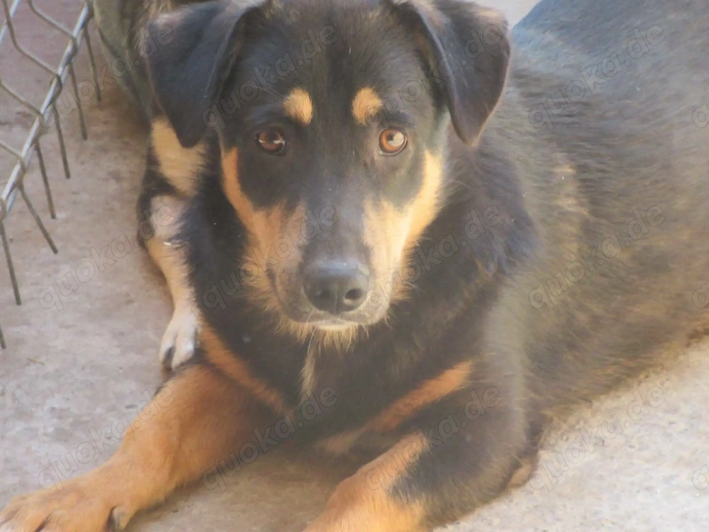 Sebastian ca. 35 cm   der Behutsame