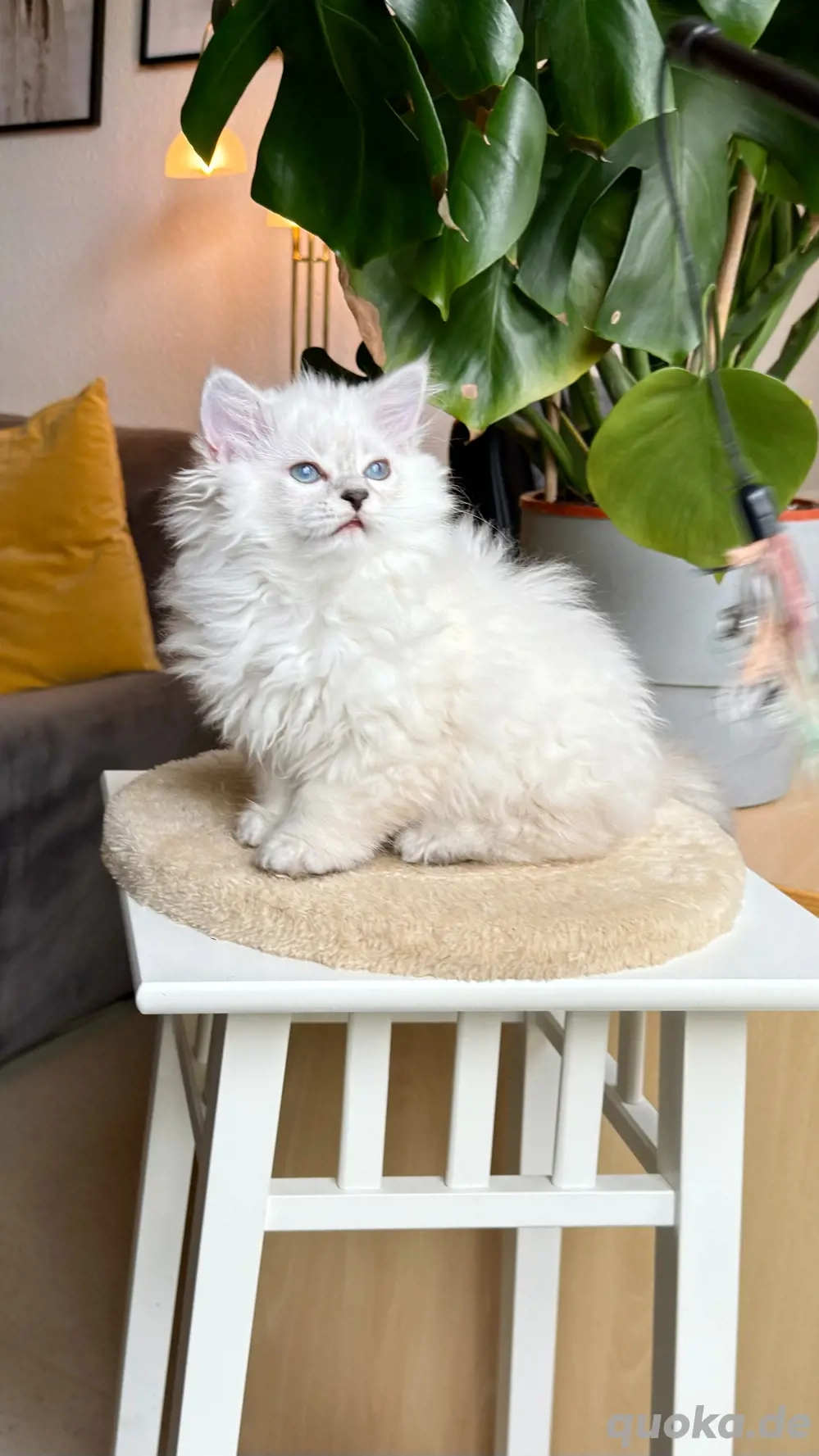 charmantes und verspieltes männliches BLH-Kätzchen