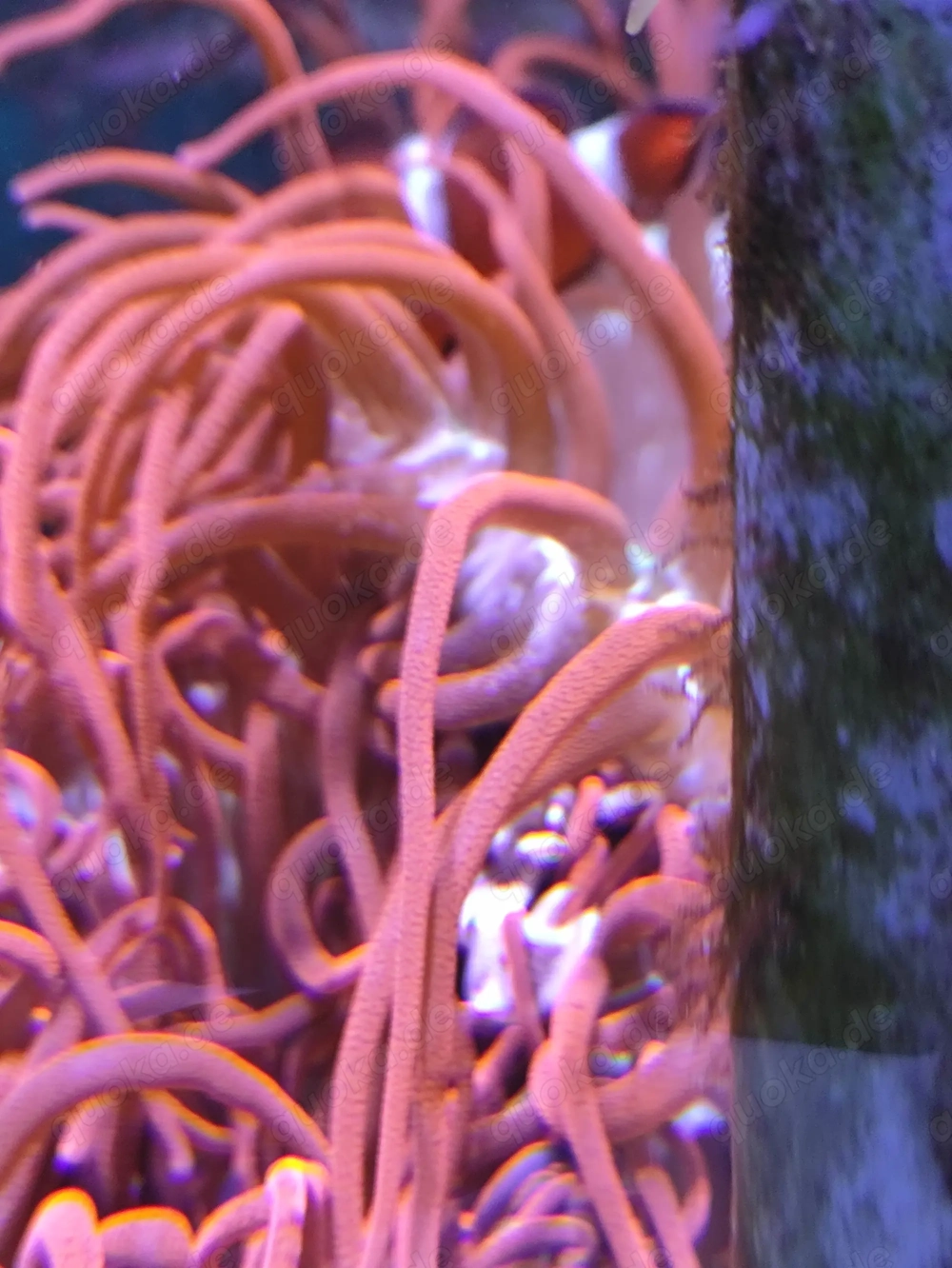 Auflösung Anemonen Becken 