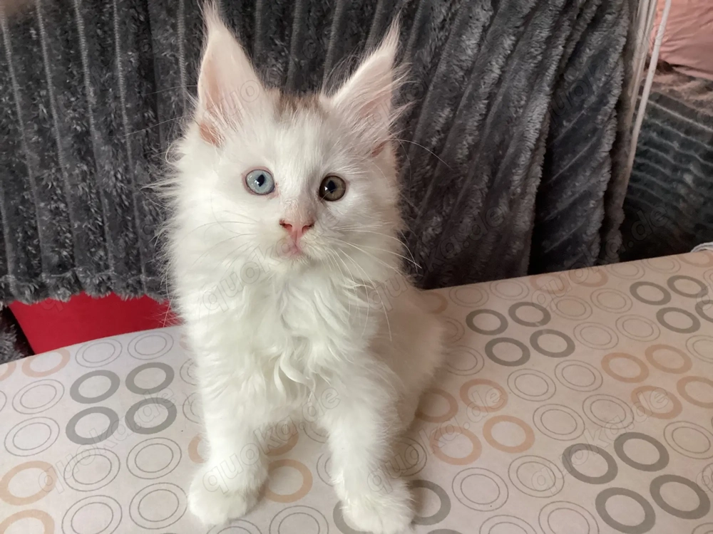 Odd-Eyed weiße Reinrassige Maine Coon hörend XXL Kitten Kätzchen Katzen Babys sanfte Riesen