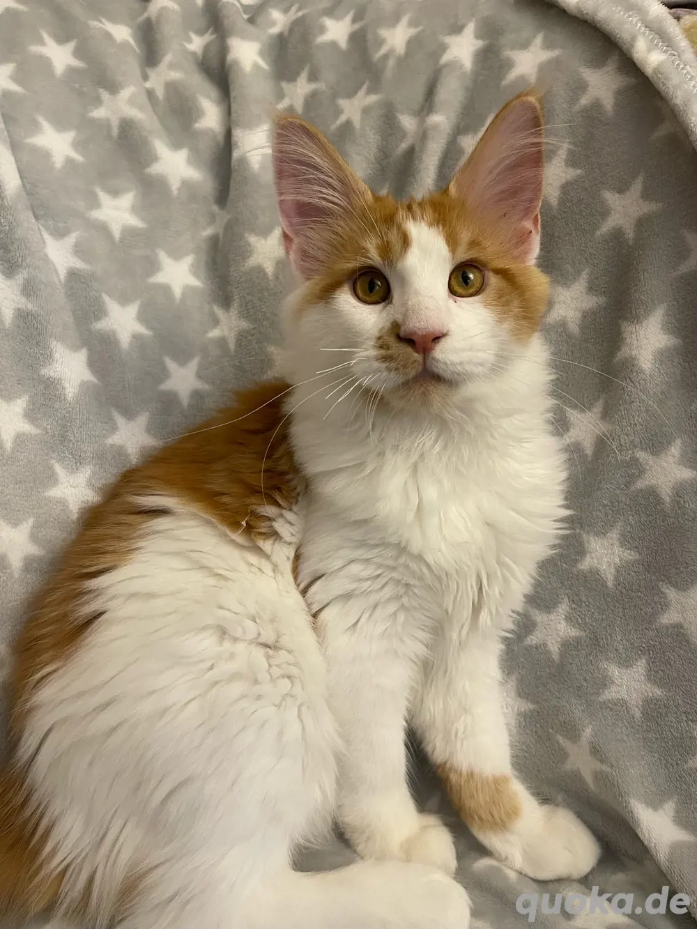 Süßer Maine Coon Kater abzugeben ! Süßer Maine Coon Kater abzugeben !