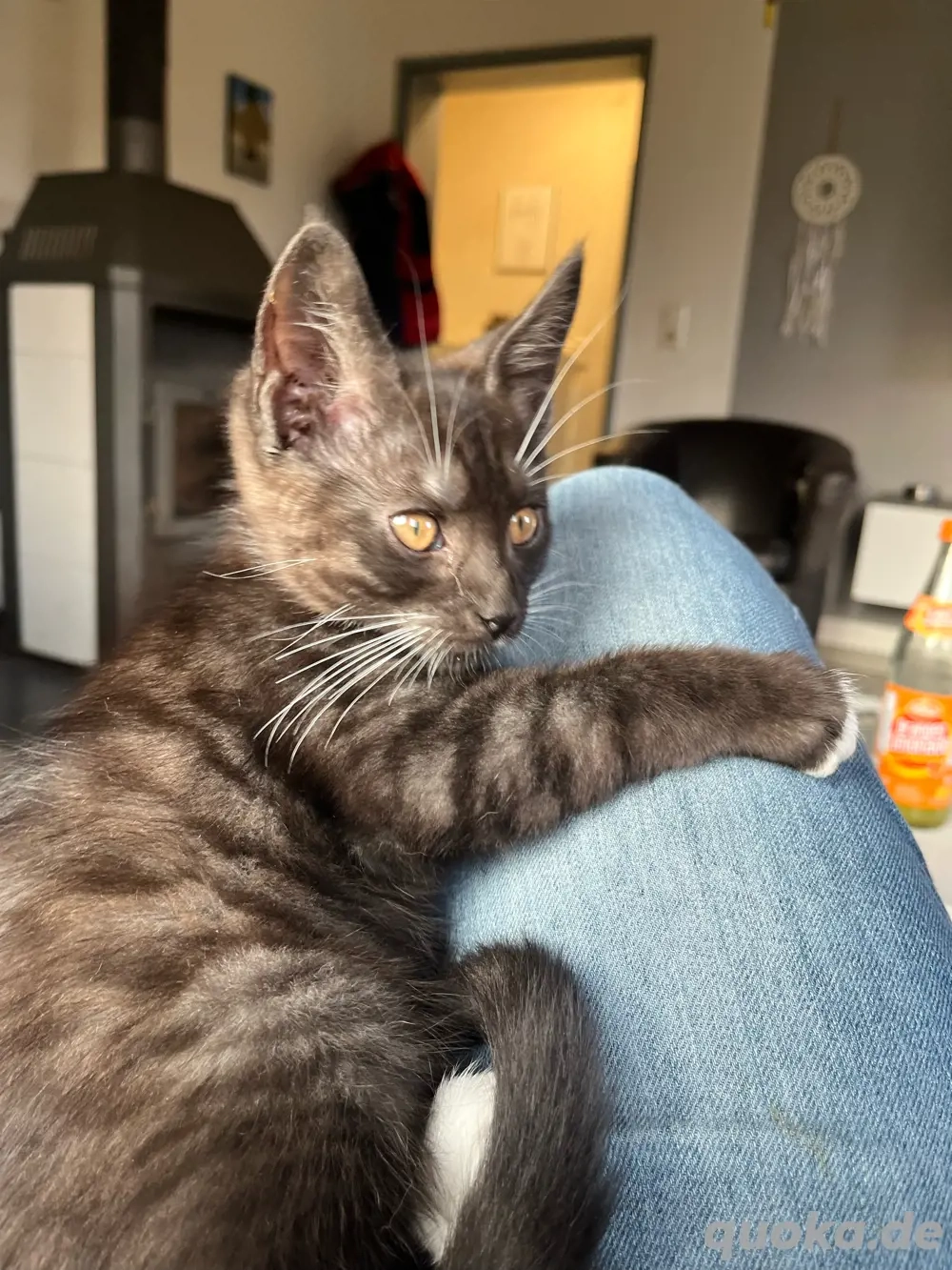Maine Coon Mix Kitten