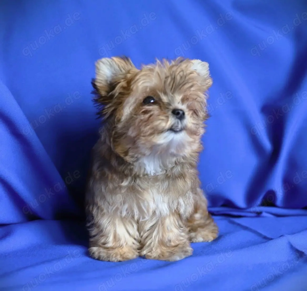 Yorkshire Terrier Welpe (Hündin) 