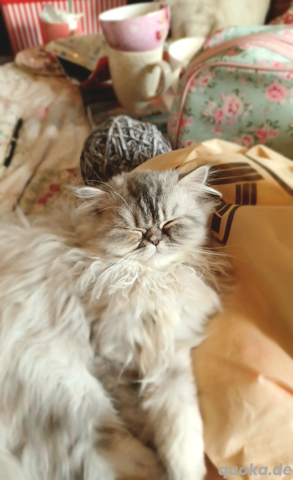 Baby katze Perser Mädchen.Junge.  Baby katze Perser Mädchen.Junge.