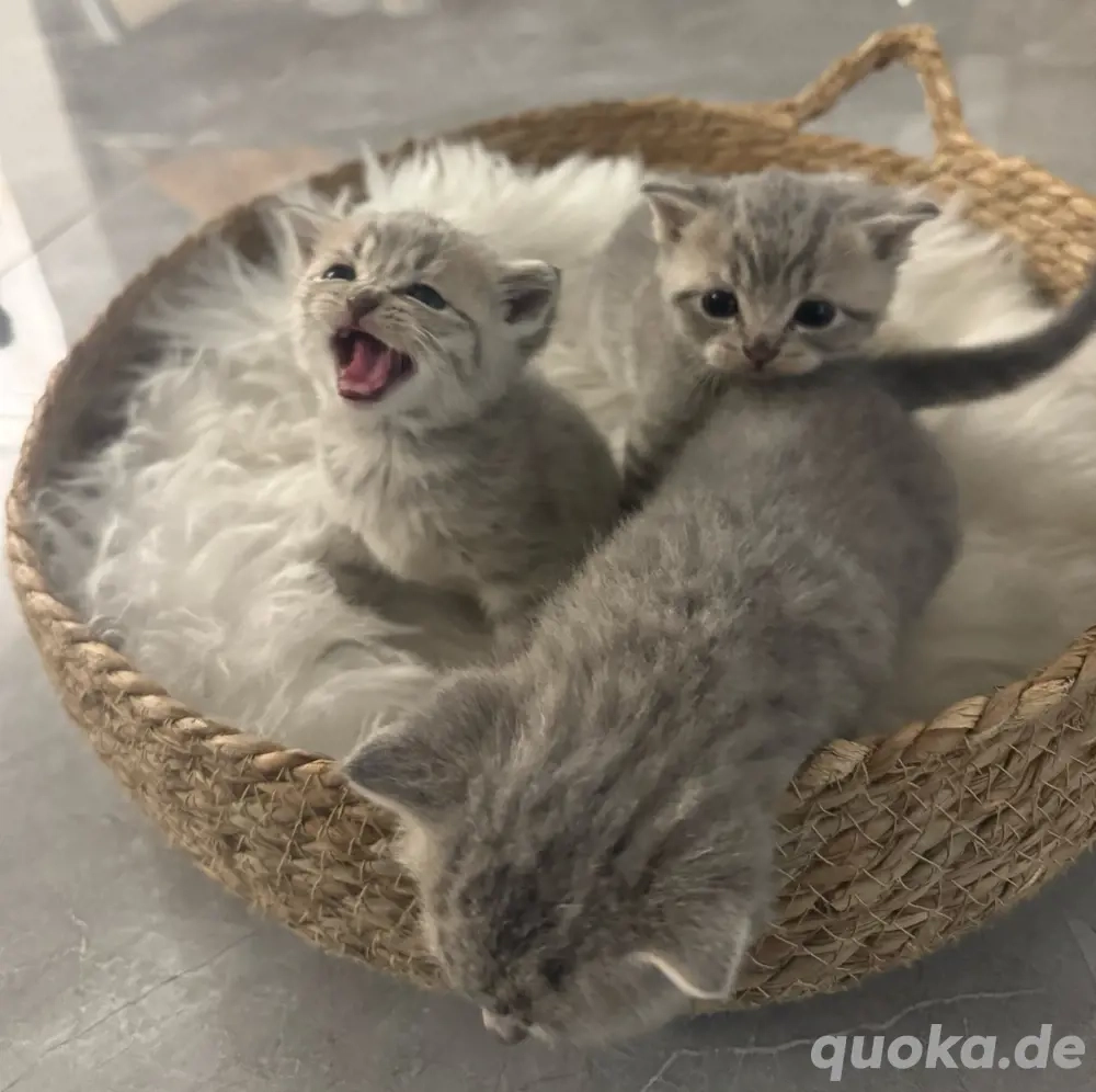     Bkh Babykatze Britische Baby Katze   