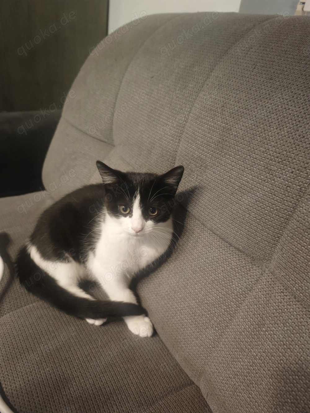 1Mischlingskätzchen 